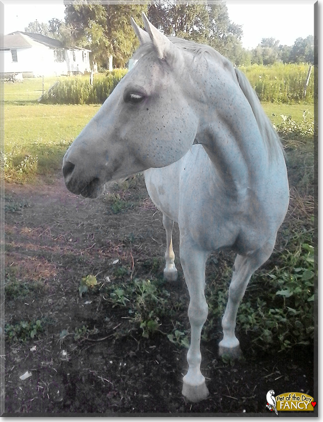 Fancy the Horse, the Pet of the Day Fancy the Horse, the Pet of the Day