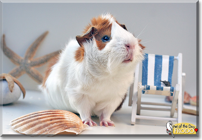 Frodo the Abyssinian Guinea pig, the Pet of the Day