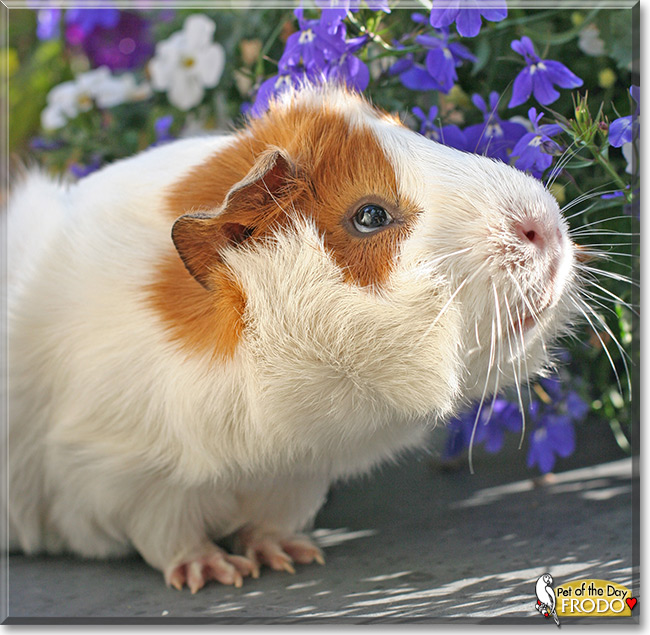 Frodo the Abyssinian Guinea pig, the Pet of the Day Frodo the Abyssinian Guinea pig, the Pet of the Day