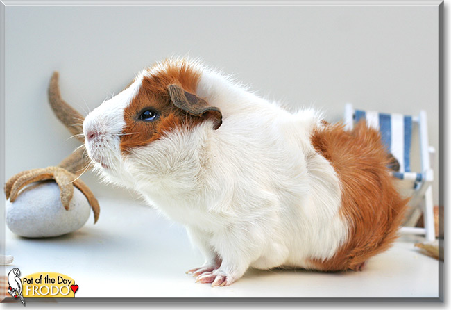 Frodo the Abyssinian Guinea pig, the Pet of the Day Frodo the Abyssinian Guinea pig, the Pet of the Day
