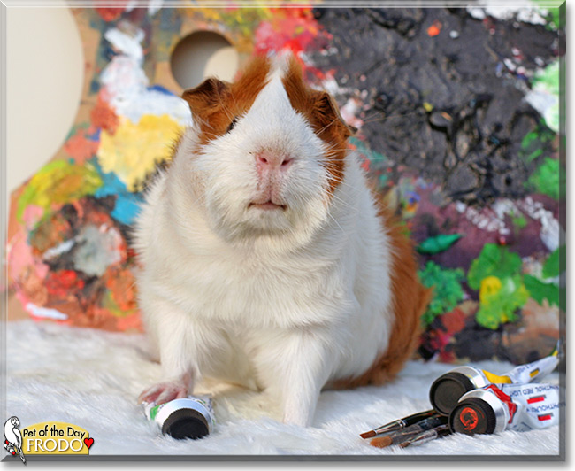 Frodo the Abyssinian Guinea pig, the Pet of the Day Frodo the Abyssinian Guinea pig, the Pet of the Day