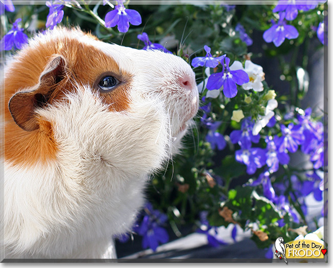 Frodo the Abyssinian Guinea pig, the Pet of the Day Frodo the Abyssinian Guinea pig, the Pet of the Day