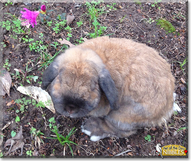 Nibbles the Holland Lop Rabbit, the Pet of the Day Nibbles the Holland Lop Rabbit, the Pet of the Day