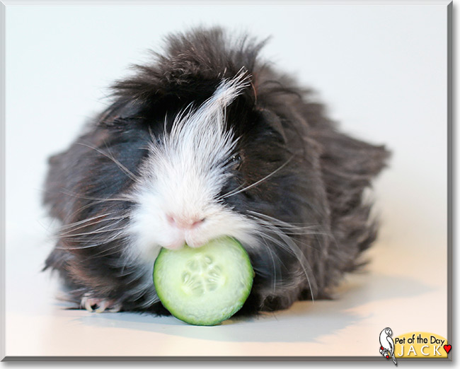 Jack the Peruvian Guinea pig, the Pet of the Day Jack the Peruvian Guinea pig, the Pet of the Day