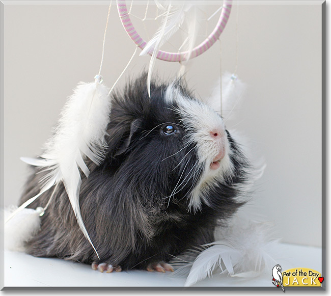 Jack the Peruvian Guinea pig, the Pet of the Day Jack the Peruvian Guinea pig, the Pet of the Day