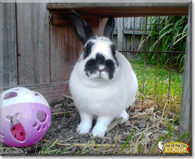 Cookie the Netherland Dwarf Rabbit , the Pet of the Day Cookie the Netherland Dwarf Rabbit, the Pet of the Day