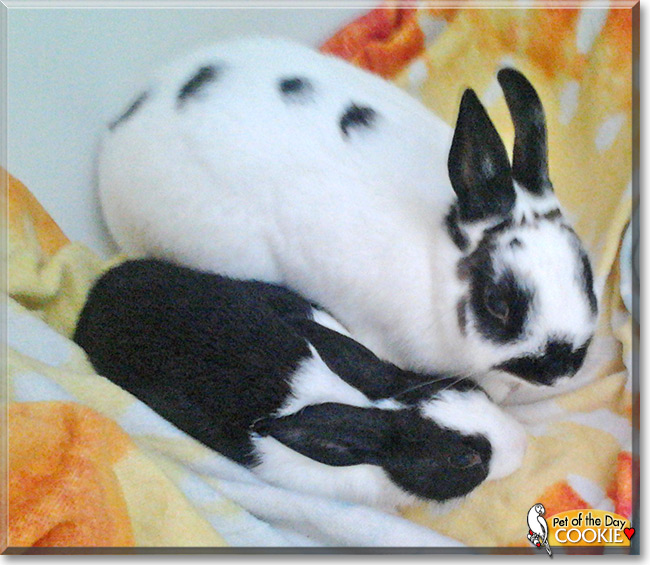Cookie the Netherland Dwarf Rabbit, the Pet of the Day Cookie the Netherland Dwarf Rabbit , the Pet of the Day