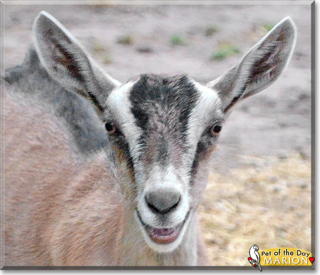 Marion Marion the Alpine Dairy Goat, the Pet of the Day