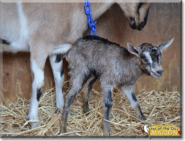 Marion the Alpine Dairy Goat, the Pet of the Day Marion the Alpine Dairy Goat, the Pet of the Day