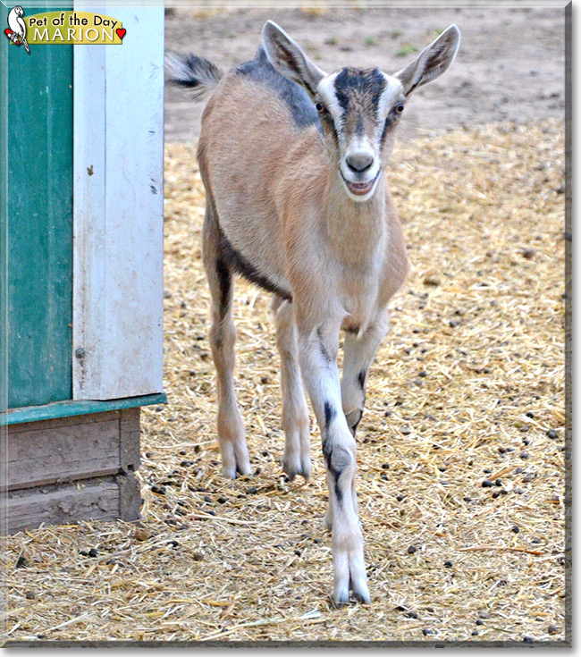 Marion the Alpine Dairy Goat, the Pet of the Day Marion the Alpine Dairy Goat, the Pet of the Day