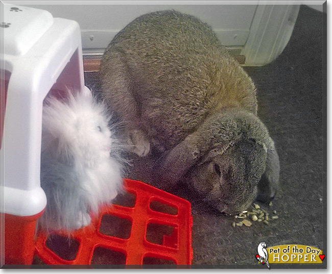 Hopper the Mini Lop Rabbit, the Pet of the Day Hopper the Mini Lop Rabbit, the Pet of the Day
