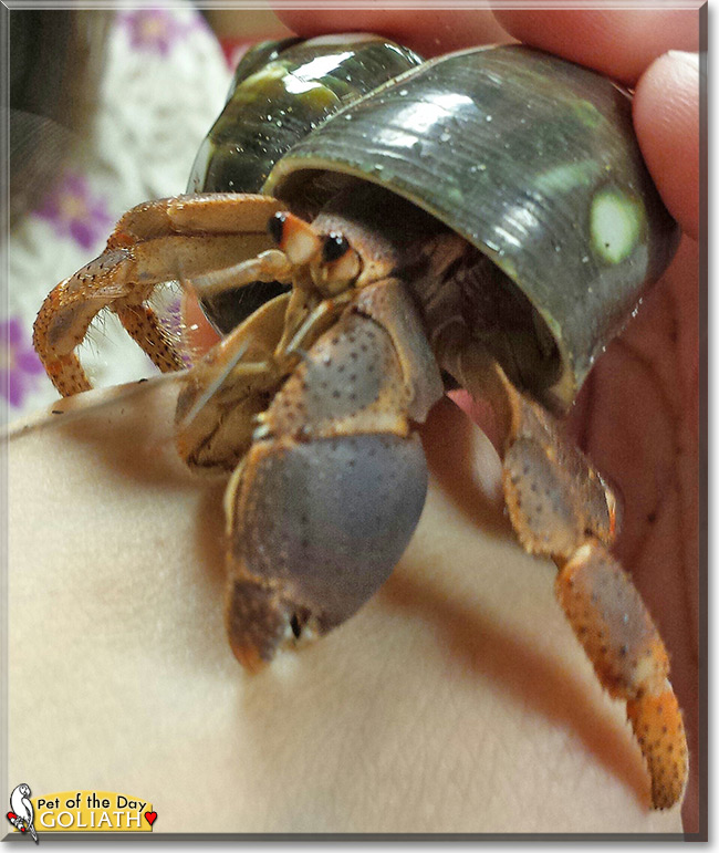 Goliath the Hermit Crab, the Pet of the Day Goliath the Hermit Crab, the Pet of the Day