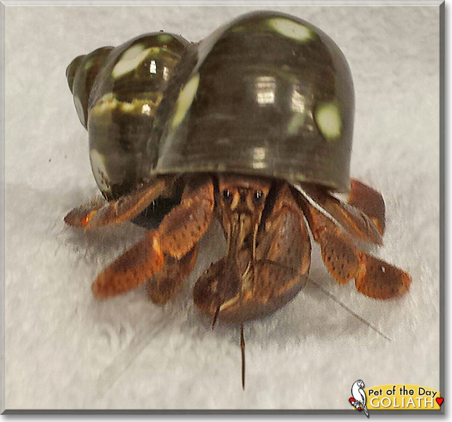 Goliath the Hermit Crab, the Pet of the Day Goliath the Hermit Crab, the Pet of the Day