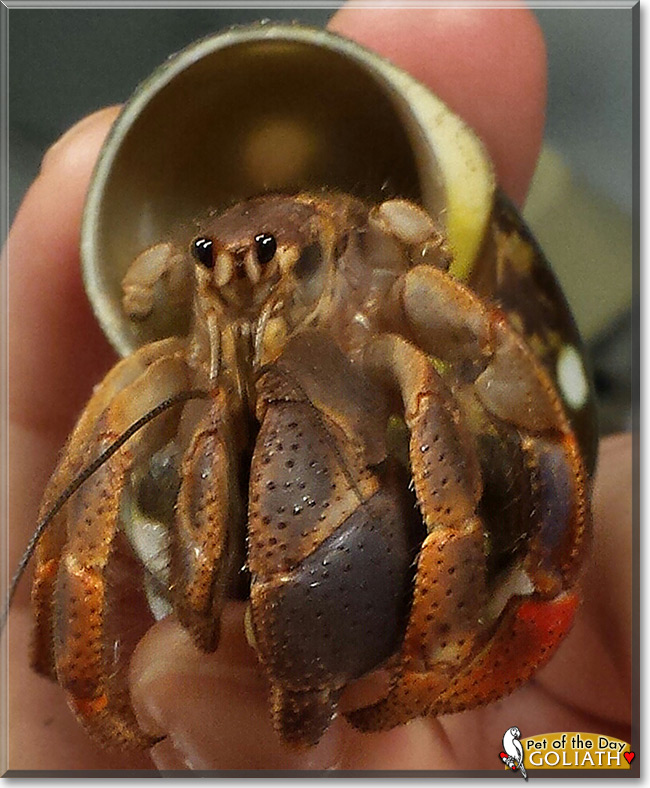 Goliath the Hermit Crab, the Pet of the Day Goliath the Hermit Crab, the Pet of the Day