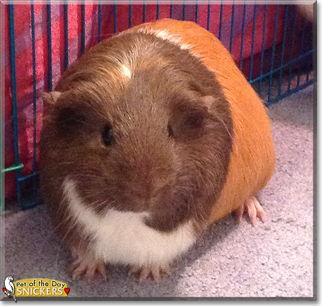 Snickers the Guinea Pig, the Pet of the Day Snickers the Guinea Pig, the Pet of the Day