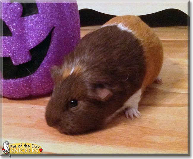 Snickers the Guinea Pig, the Pet of the Day Snickers the Guinea Pig, the Pet of the Day
