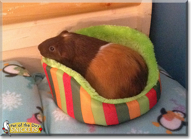 Snickers the Guinea Pig, the Pet of the Day Snickers the Guinea Pig, the Pet of the Day