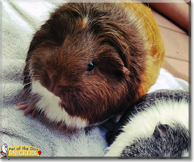 Snickers the Guinea Pig, the Pet of the Day Snickers the Guinea Pig, the Pet of the Day