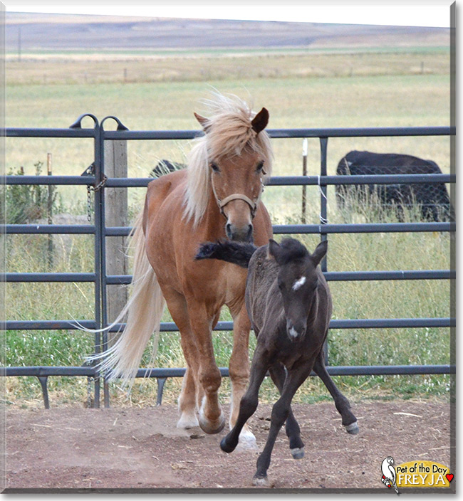 Freyja the Icelandic Horse, the Pet of the Day Freyja the Icelandic Horse, the Pet of the Day
