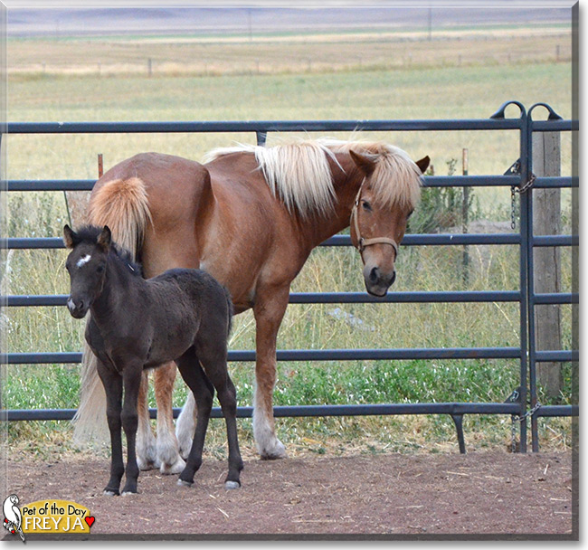 Freyja the Icelandic Horse, the Pet of the Day Freyja the Icelandic Horse, the Pet of the Day