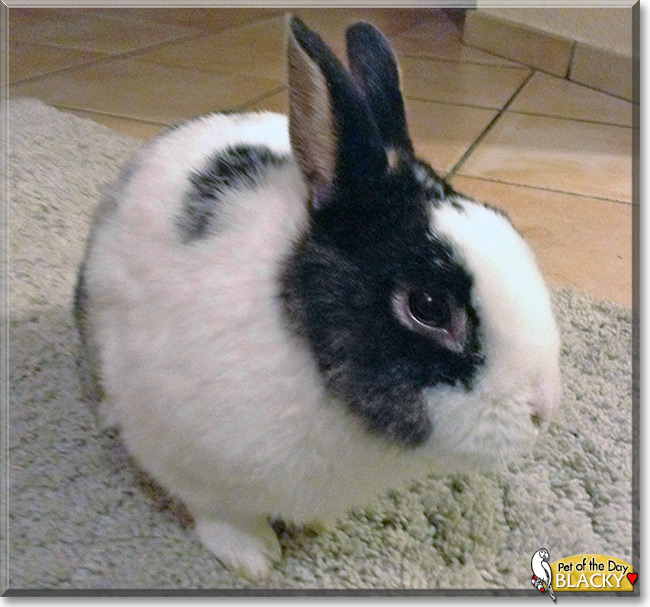 Blacky the Dwarf Rabbit , the Pet of the Day Blacky the Dwarf Rabbit , the Pet of the Day
