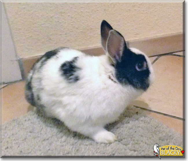 Blacky the Dwarf Rabbit, the Pet of the Day Blacky the Dwarf Rabbit, the Pet of the Day