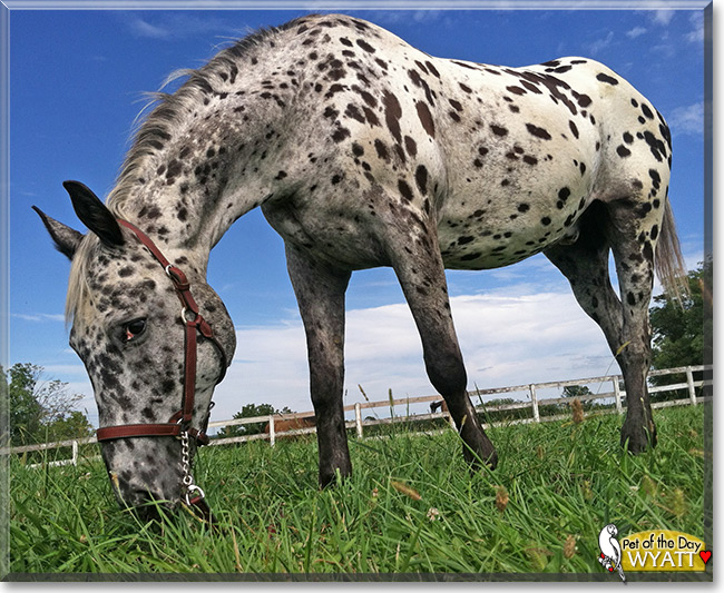 Wyatt the Appaloosa Horse, the Pet of the Day Wyatt the Appaloosa Horse, the Pet of the Day