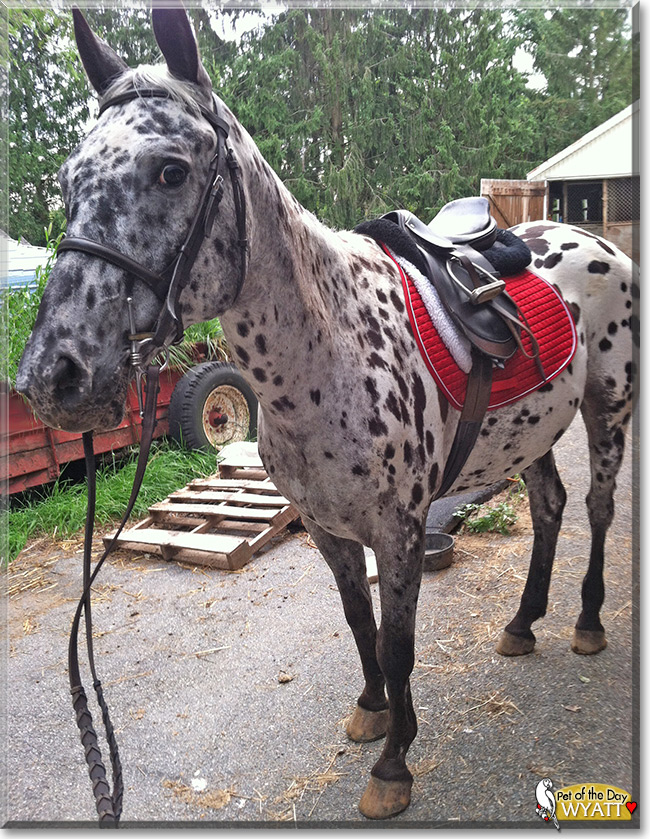 Wyatt the Appaloosa Horse, the Pet of the Day Wyatt the Appaloosa Horse, the Pet of the Day