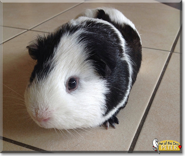 Peter the Guinea Pig, the Pet of the Day Peter the Guinea Pig, the Pet of the Day