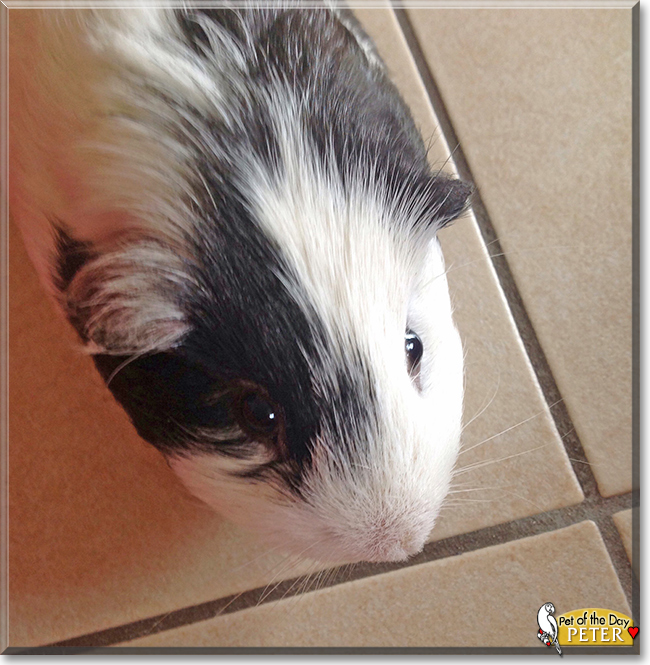 Peter the Guinea Pig, the Pet of the Day Peter the Guinea Pig, the Pet of the Day