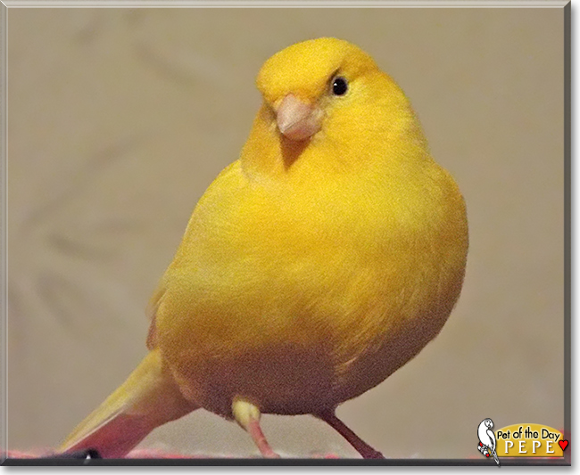 Pepe the Canary, the Pet of the Day