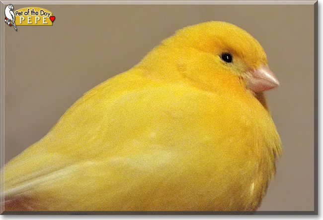 Pepe the Canary the Pet of the Day Pepe the Canary, the Pet of the Day