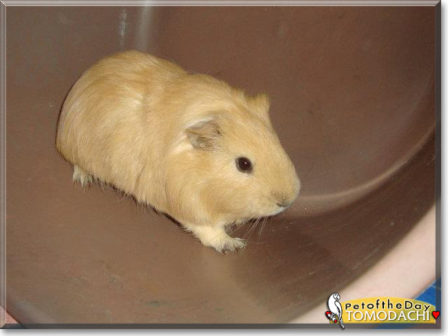 Tomodachi the Guinea Pig, the Pet of the Day