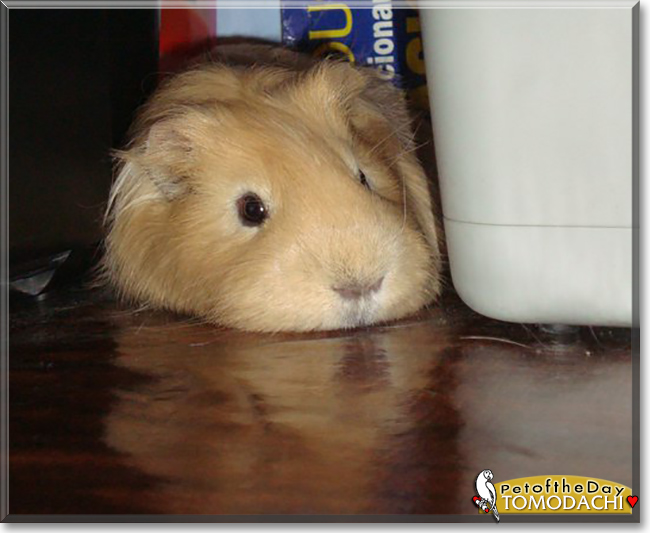 Tomodachi the Guinea Pig, the Pet of the Day, the Pet of the Day