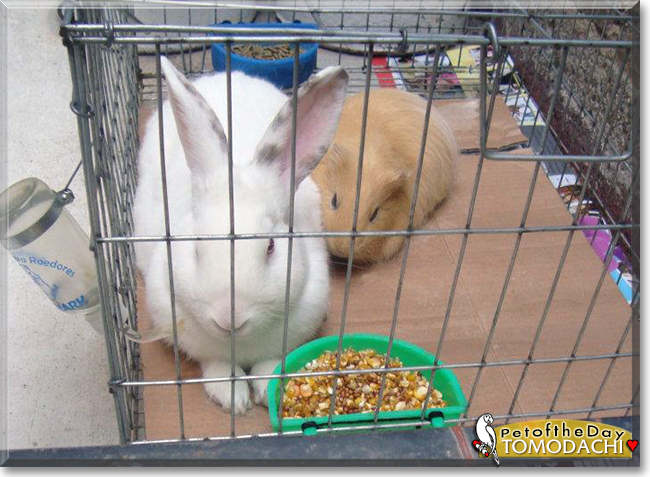 Tomodachi the Guinea Pig, the Pet of the Day, the Pet of the Day