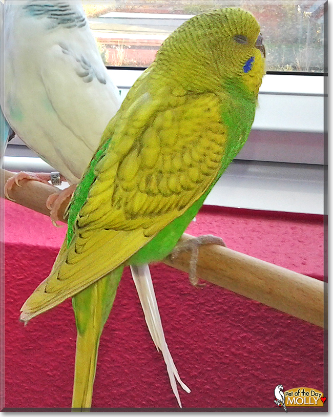Molly the Budgerigar, the Pet of the Day Molly the Budgerigar, the Pet of the Day
