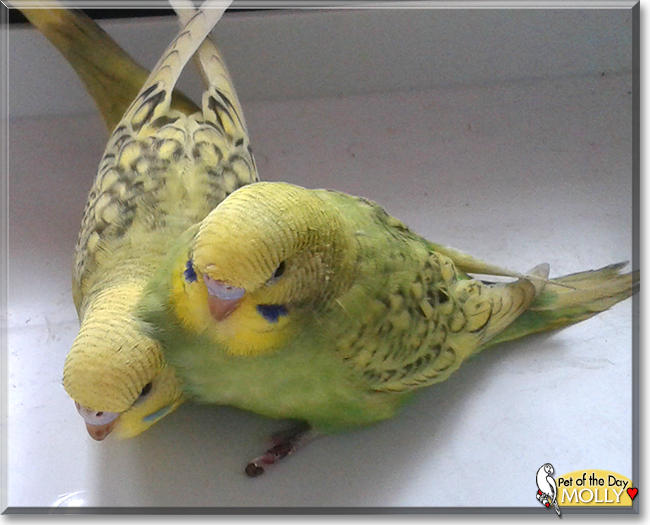 Molly the Budgerigar, the Pet of the Day the Pet of the Day Molly the Budgerigar, the Pet of the Day, the Pet of the Day