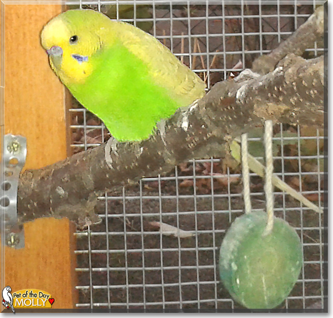 Molly the Budgerigar, the Pet of the Day the Pet of the Day Molly the Budgerigar, the Pet of the Day, the Pet of the Day