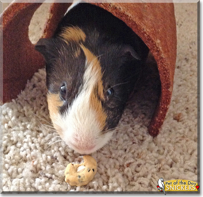 Snickers the Smooth Hair Guinea Pig, the Pet of the Day Snickers the Smooth Hair Guinea Pig, the Pet of the Day