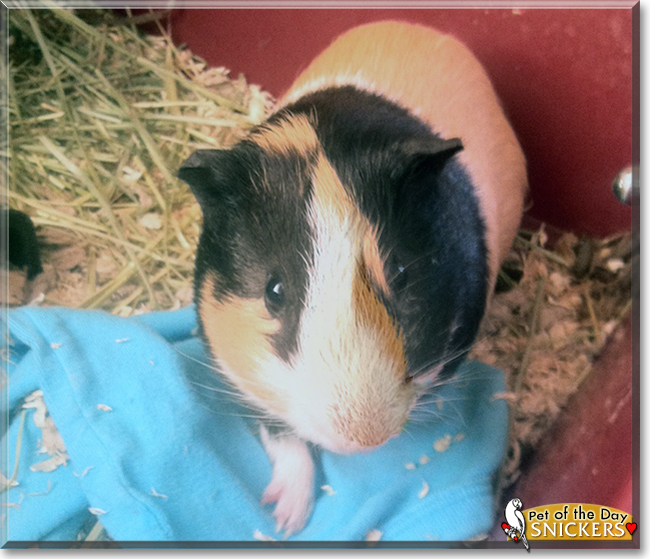 Snickers the Smooth Hair Guinea Pig, the Pet of the Day the Pet of the Day Snickers the Smooth Hair Guinea Pig, the Pet of the Day, the Pet of the Day