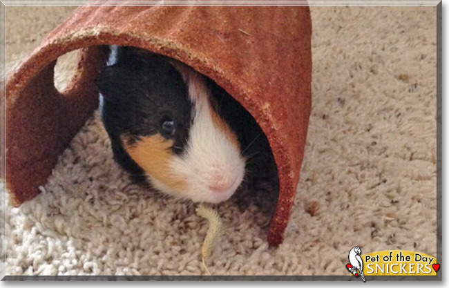Snickers the Smooth Hair Guinea Pig, the Pet of the Day the Pet of the Day Snickers the Smooth Hair Guinea Pig, the Pet of the Day, the Pet of the Day