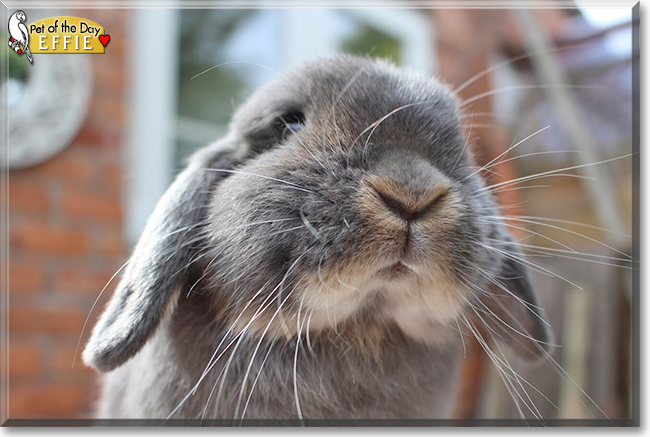 Effie the Mini Lop Rabbit, the Pet of the Day the Pet of the Day Effie the Mini Lop Rabbit, the Pet of the Day, the Pet of the Day