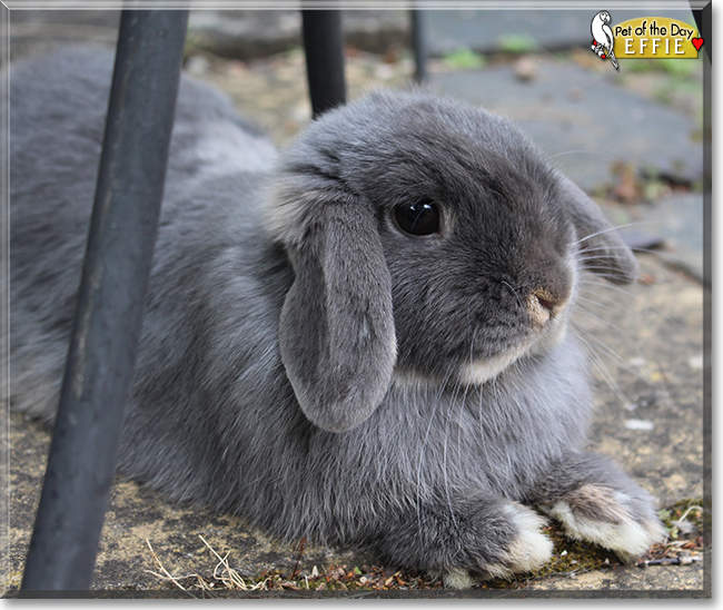 Effie the Mini Lop Rabbit, the Pet of the Day the Pet of the Day Effie the Mini Lop Rabbit, the Pet of the Day, the Pet of the Day