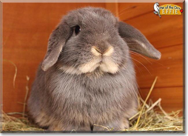 Effie the Mini Lop Rabbit, the Pet of the Day the Pet of the Day Effie the Mini Lop Rabbit, the Pet of the Day, the Pet of the Day