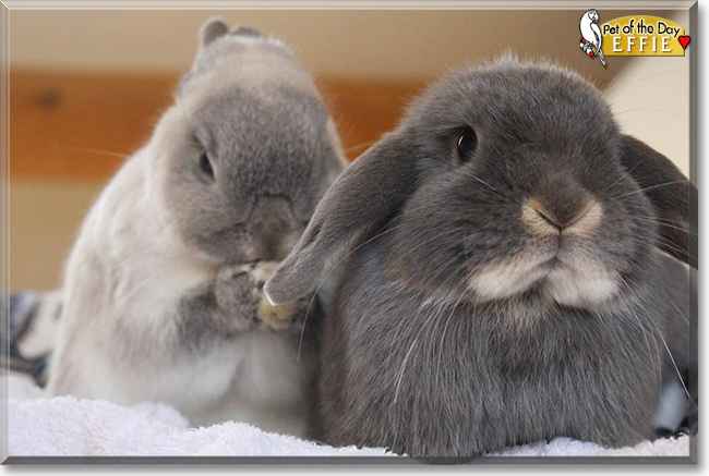 Effie the Mini Lop Rabbit, the Pet of the Day the Pet of the Day Effie the Mini Lop Rabbit, the Pet of the Day, the Pet of the Day