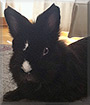 Rocky the Rabbit