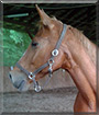 Hasi the Meckleberger Horse