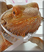 Kyroga the Bearded Dragon