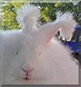 Ruby Sue the German Angora rabbit 