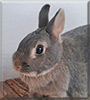 Sternchen the Dwarf rabbit